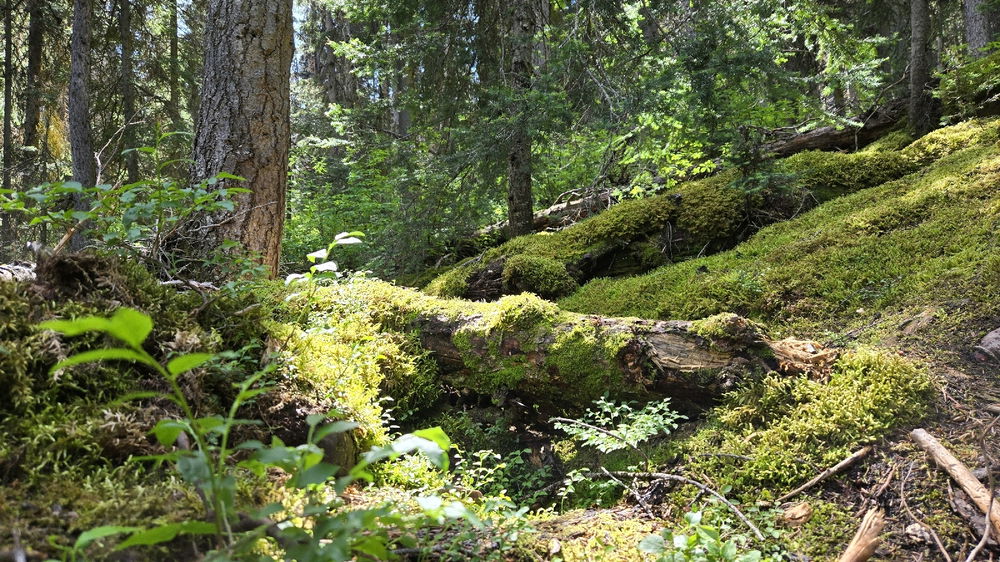 🌲✨️