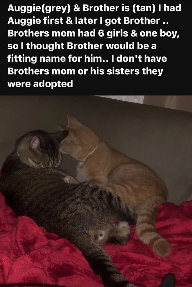 my cats are not Paranormal , but they kept bugging me to let them say hello👋🏽👋🏽👋🏽