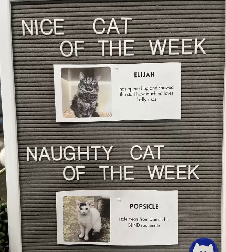 😺😾