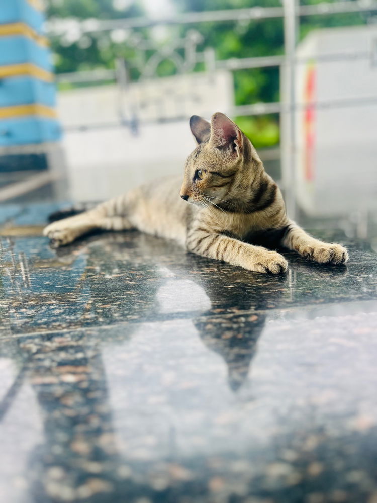 Tiger 🐯