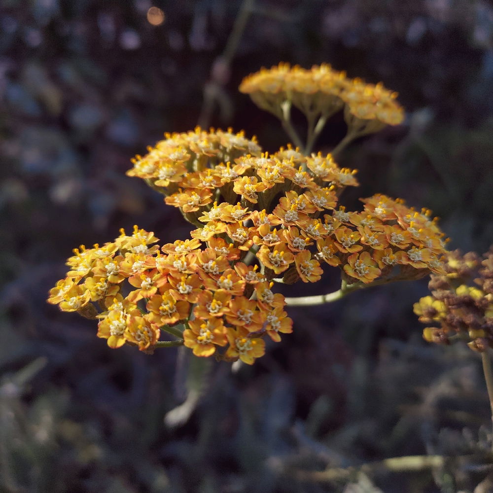Some flower photos