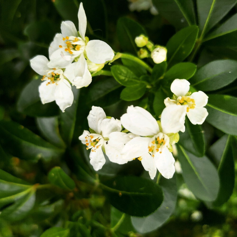 Some flower photos