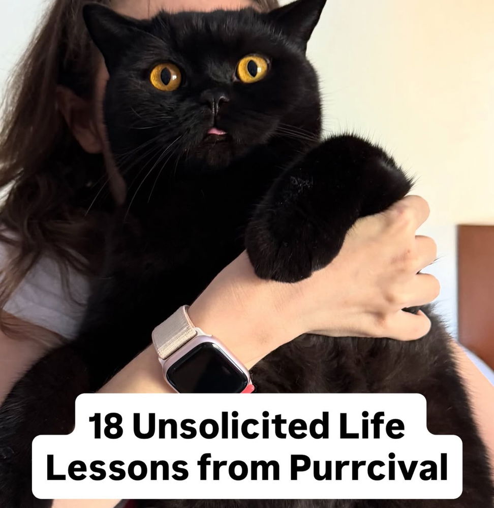 🙌🏻🖤🐈‍⬛🐈✨😻
