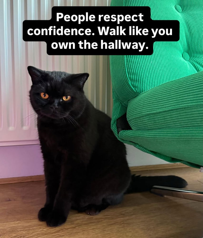 🙌🏻🖤🐈‍⬛🐈✨😻