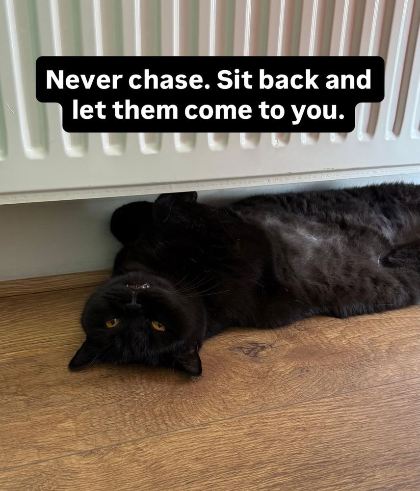 🙌🏻🖤🐈‍⬛🐈✨😻
