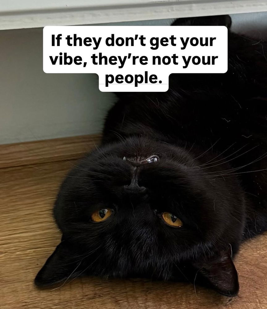 🙌🏻🖤🐈‍⬛🐈✨😻