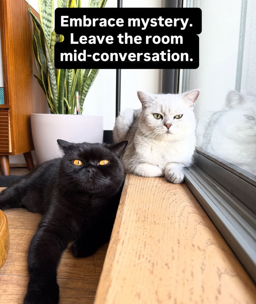 🙌🏻🖤🐈‍⬛🐈✨😻