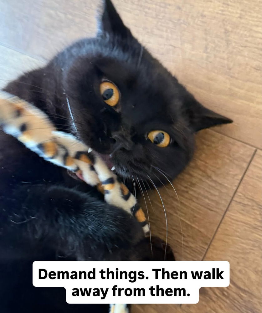 🙌🏻🖤🐈‍⬛🐈✨😻