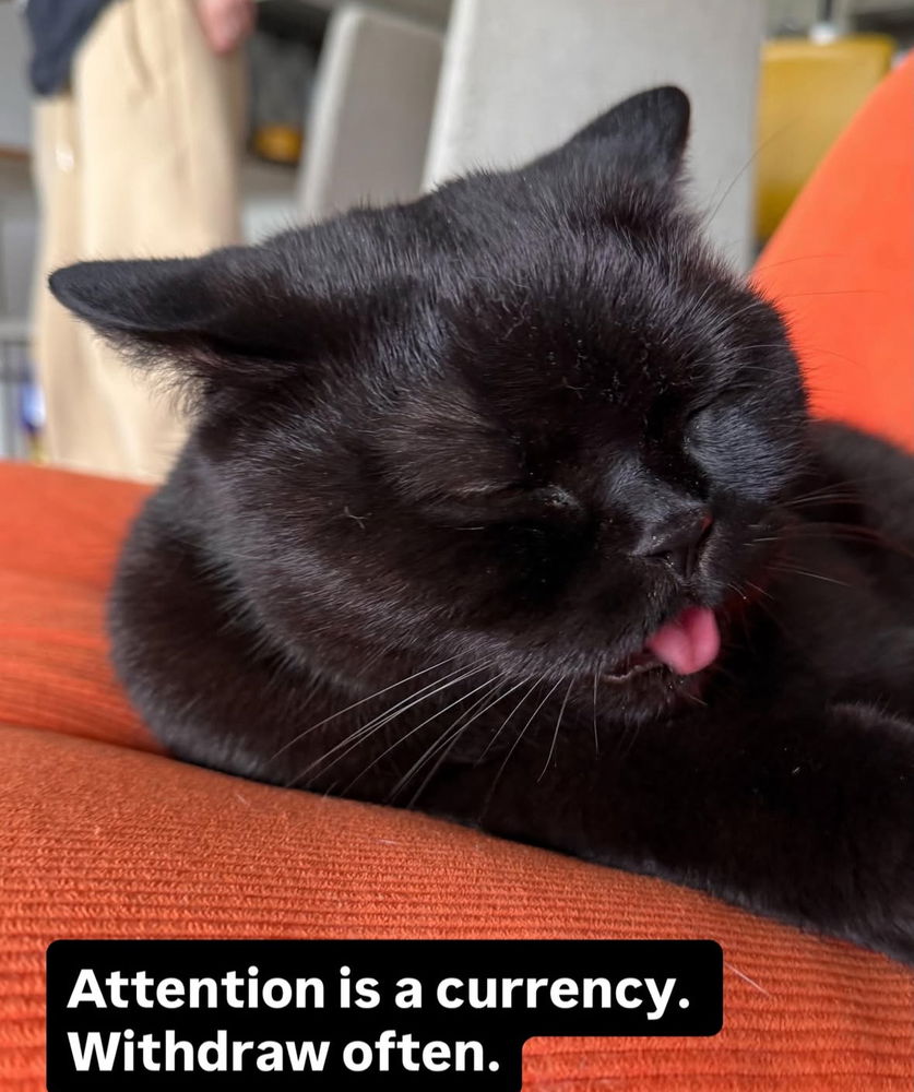 🙌🏻🖤🐈‍⬛🐈✨😻