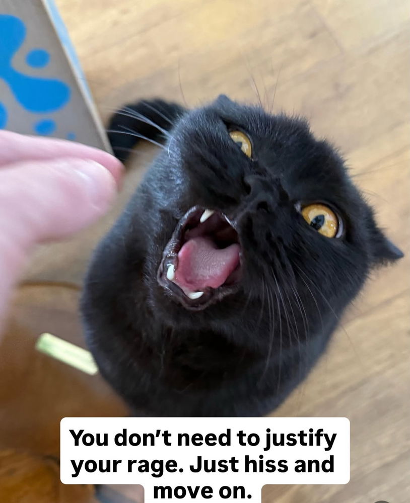 🙌🏻🖤🐈‍⬛🐈✨😻