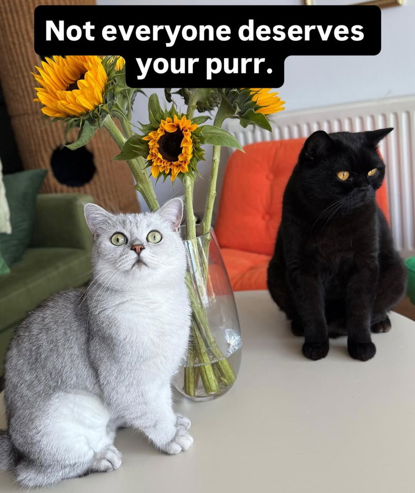 🙌🏻🖤🐈‍⬛🐈✨😻