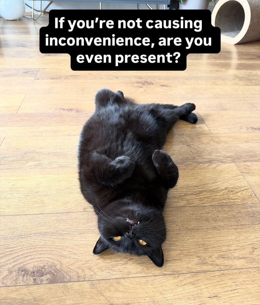 🙌🏻🖤🐈‍⬛🐈✨😻