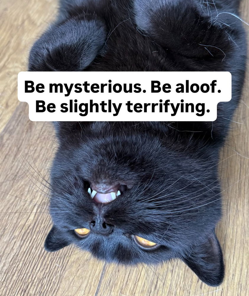 🙌🏻🖤🐈‍⬛🐈✨😻