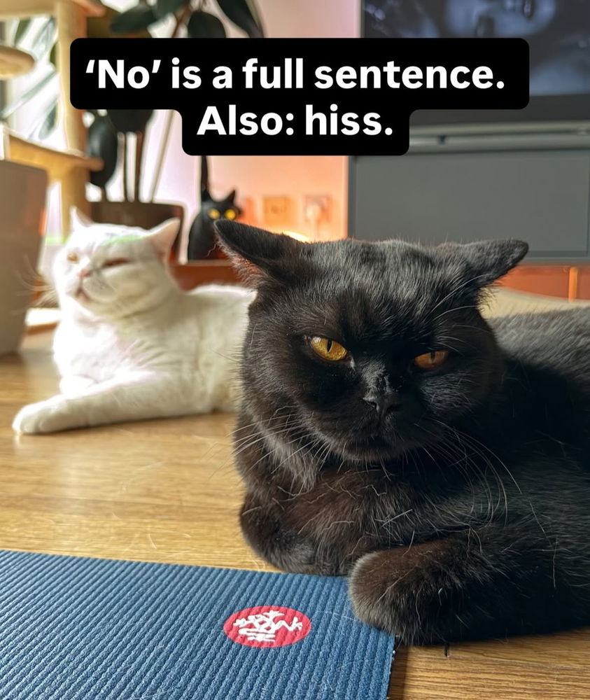 🙌🏻🖤🐈‍⬛🐈✨😻