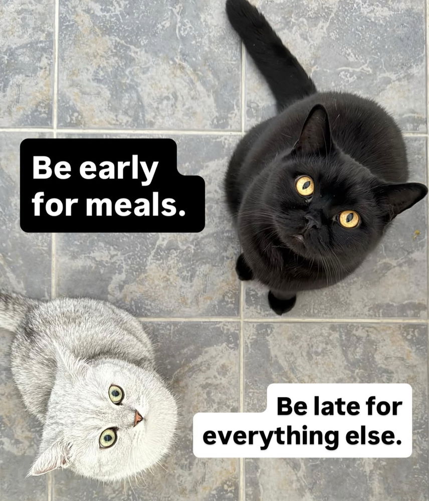 🙌🏻🖤🐈‍⬛🐈✨😻