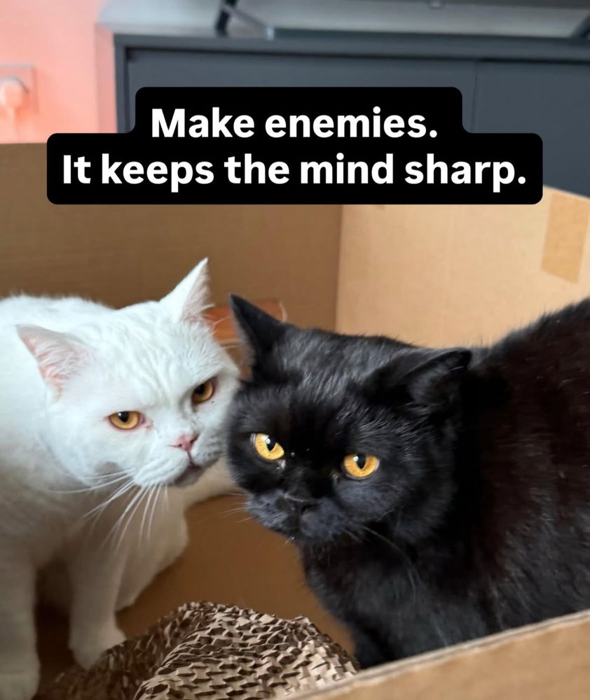 🙌🏻🖤🐈‍⬛🐈✨😻