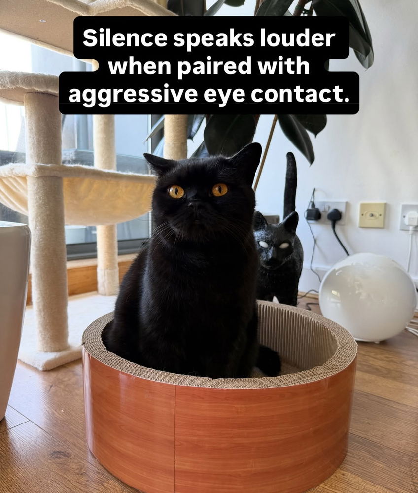 🙌🏻🖤🐈‍⬛🐈✨😻