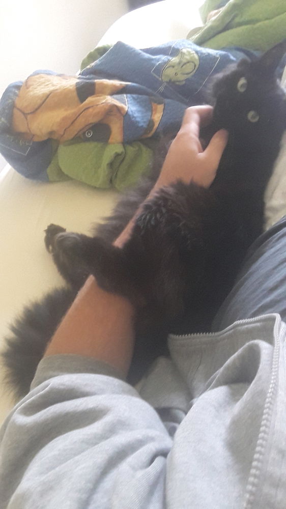 Munchkin sitting