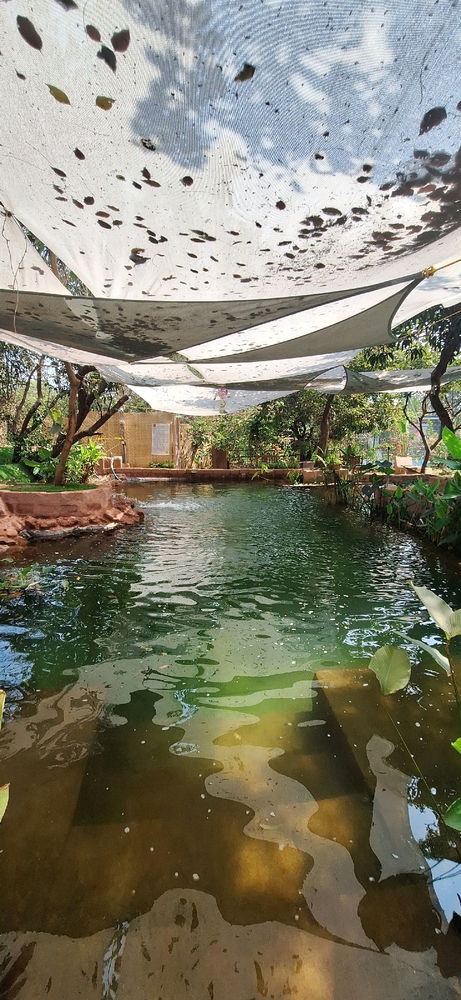 Organic Pool