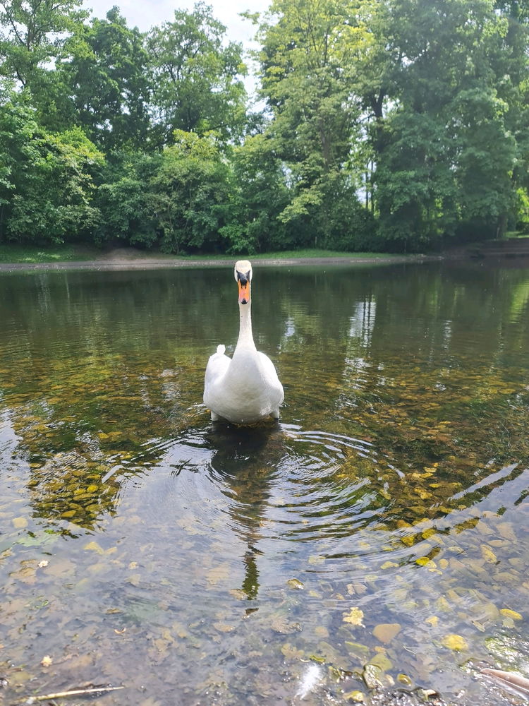 Beautiful Swan