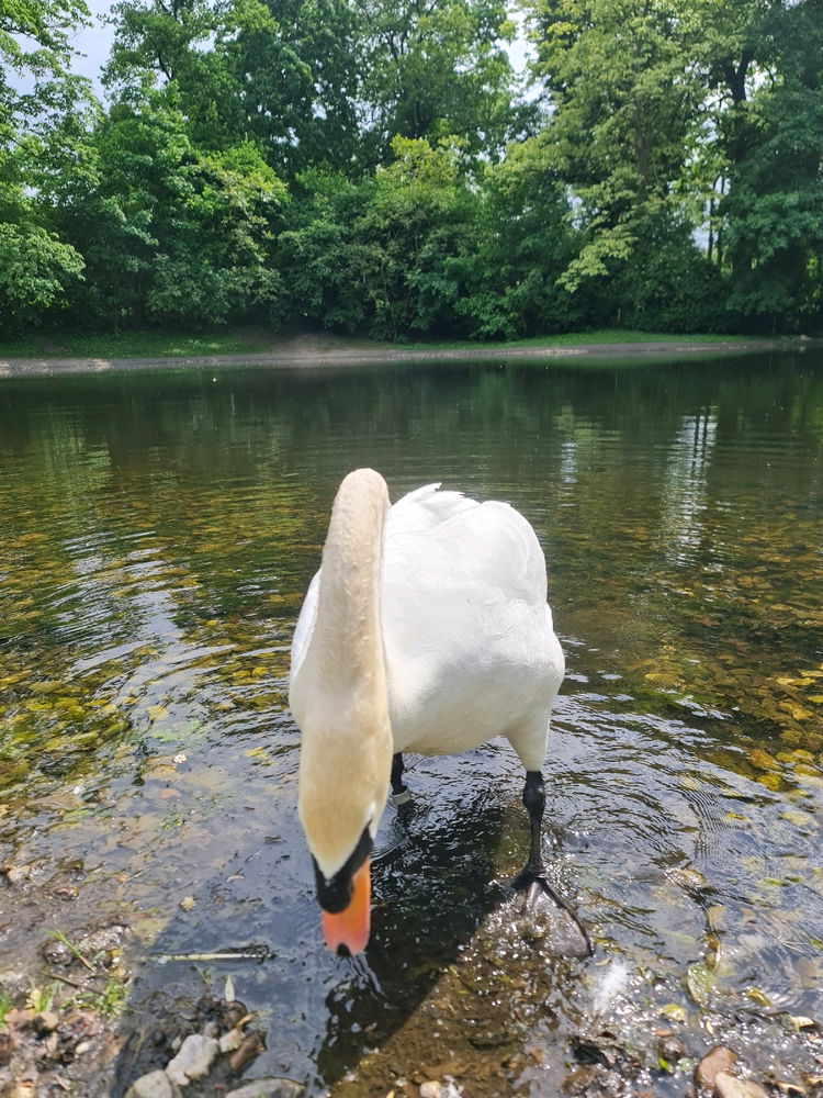 Beautiful Swan