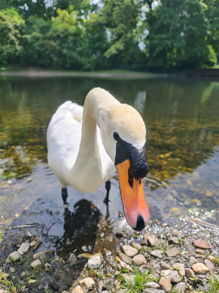 Beautiful Swan
