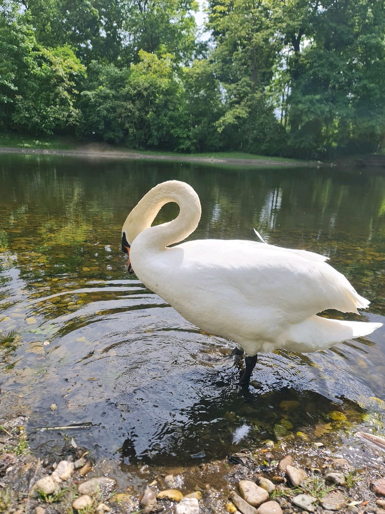 Beautiful Swan