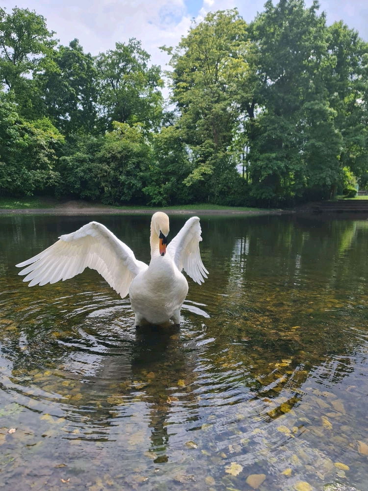 Beautiful Swan