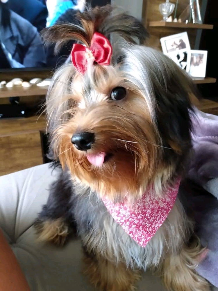 Minha princesa