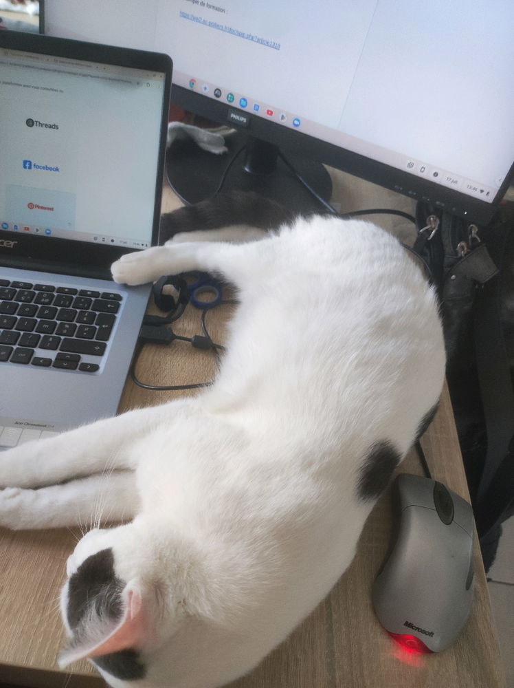 Quand tu veux travailler mais qu'une puissance supérieure tente de t'en empêcher...🙄🤣