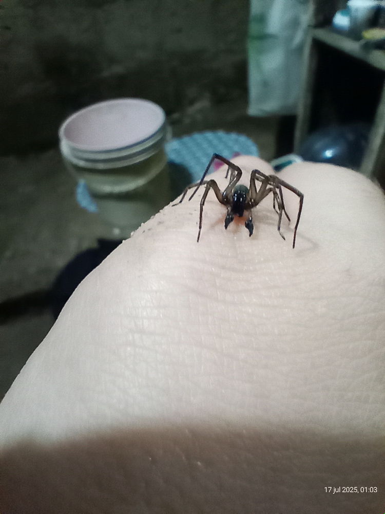 Araña