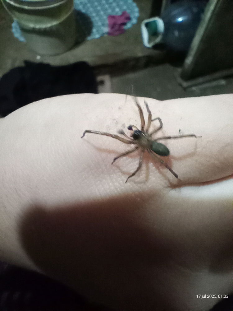 Araña