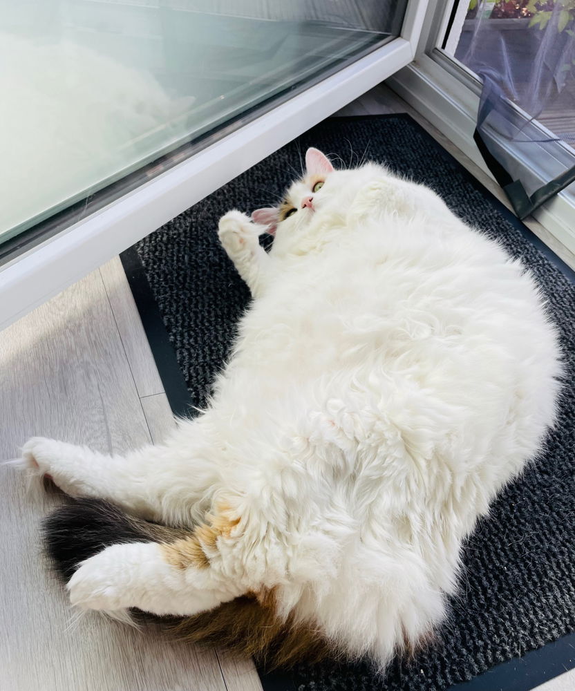 As fluffy as it gets