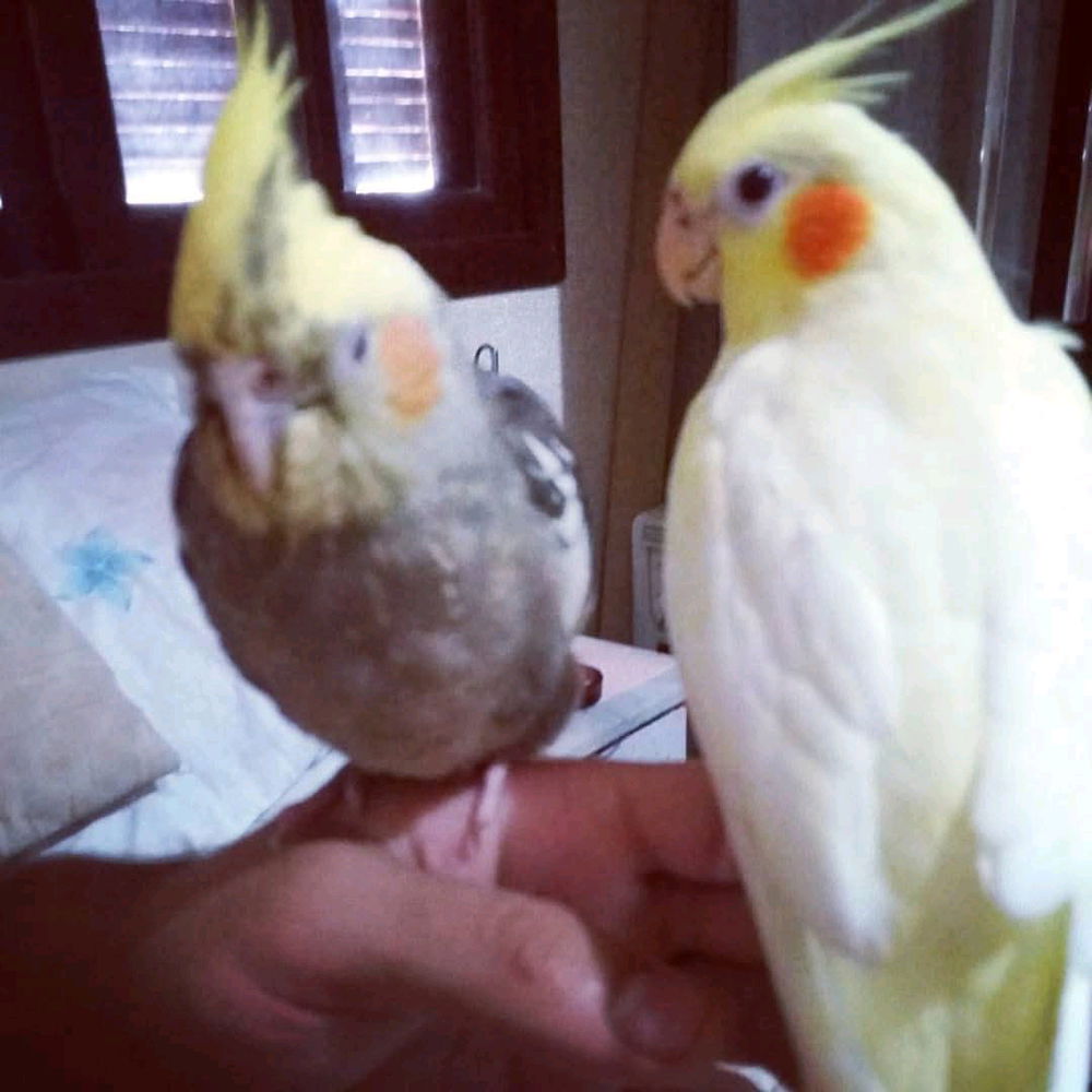 Lola e Buddy