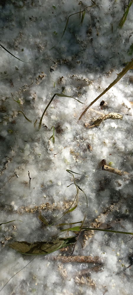 Poplar fluff
