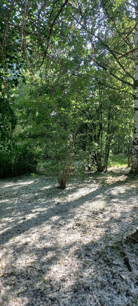 Poplar fluff