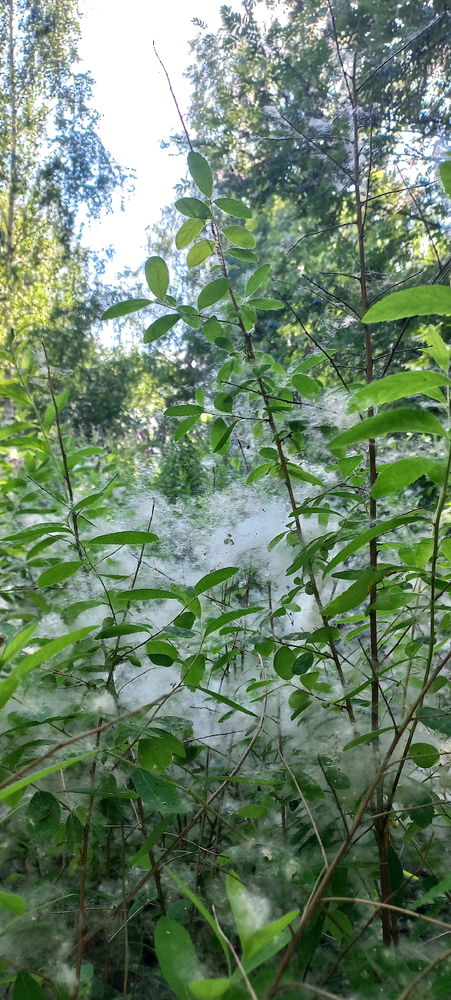 Poplar fluff