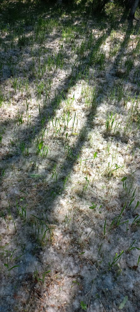 Poplar fluff