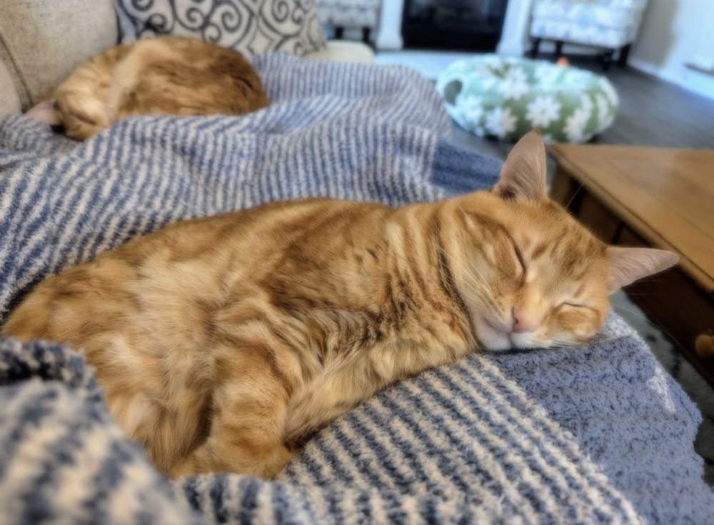 Wish I was home napping with these two! 😻😻