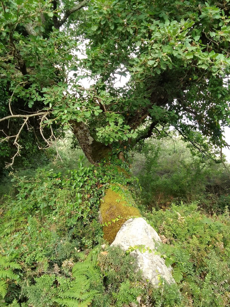 Il mio bosco segreto