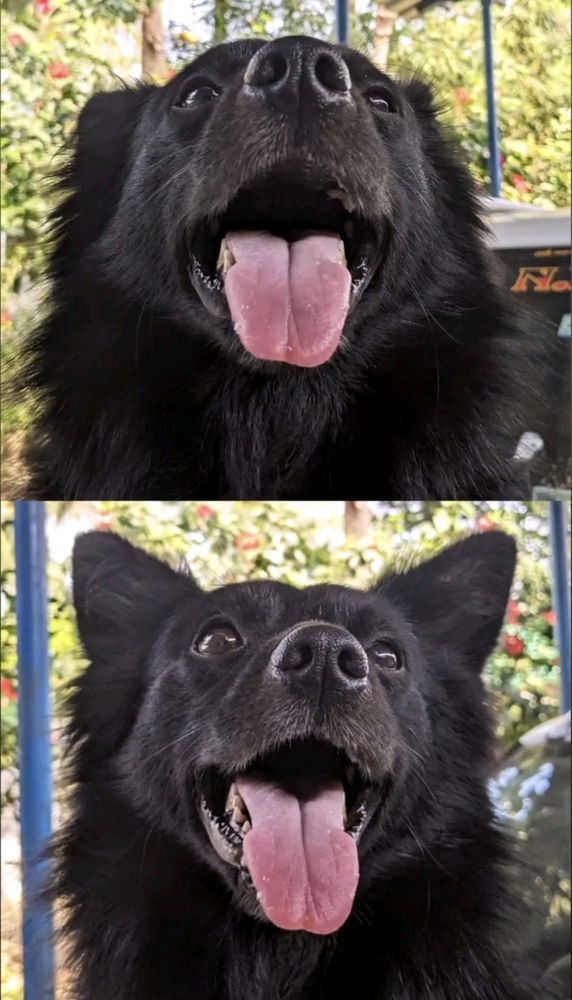 Dogeshuu