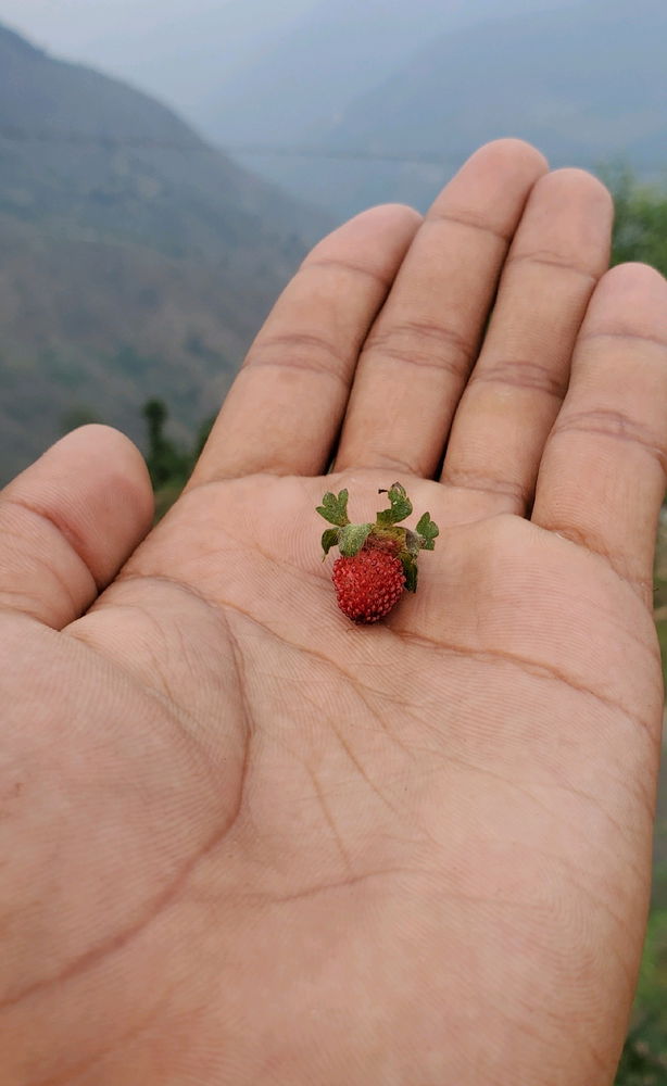 Summer Diaries!