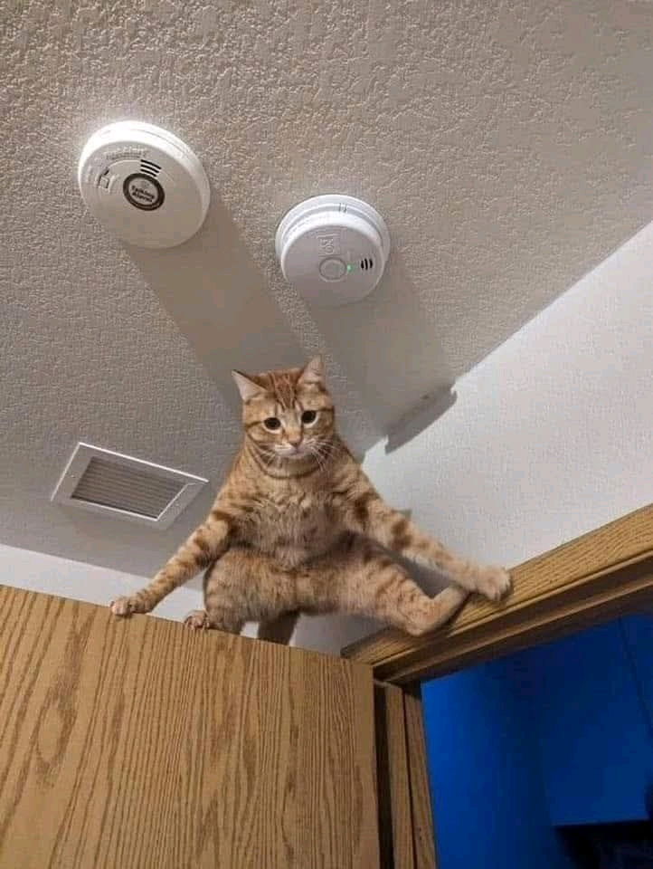 Cat pictures always cheer me up 😁