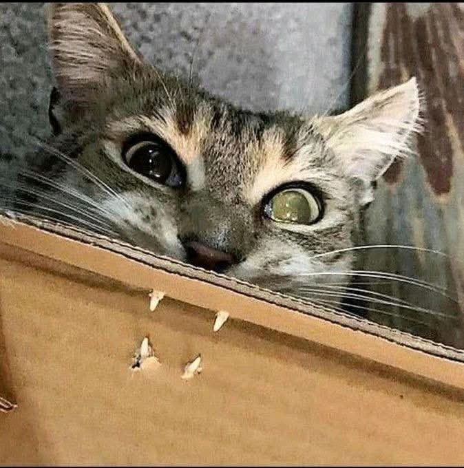 Cat pictures always cheer me up 😁