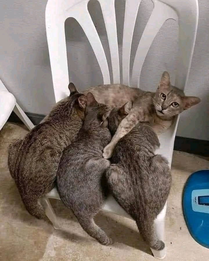 Cat pictures always cheer me up 😁