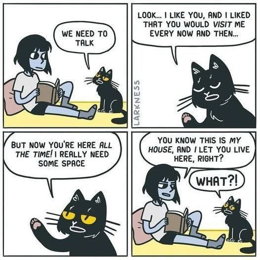 😹🐈‍⬛