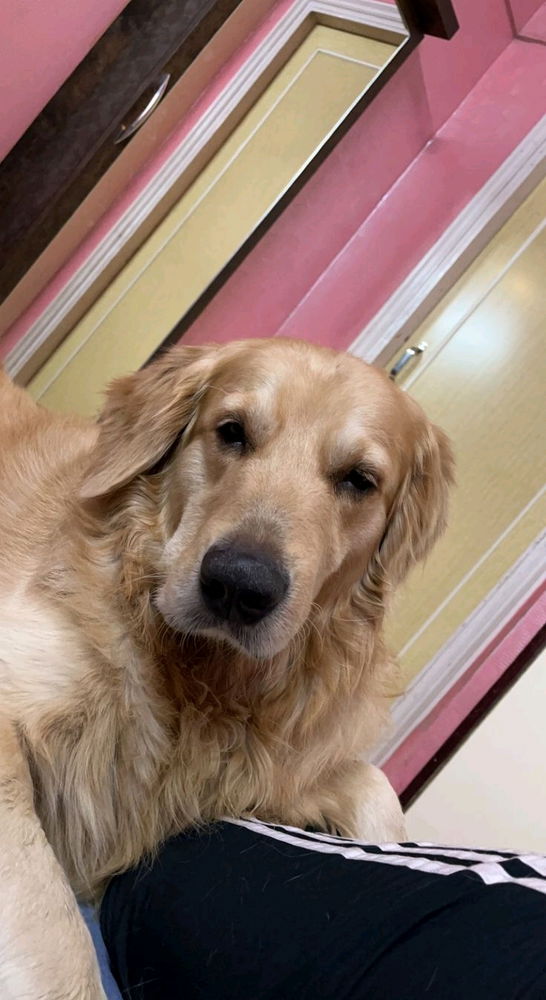 Swipe right if you’d pet both of us