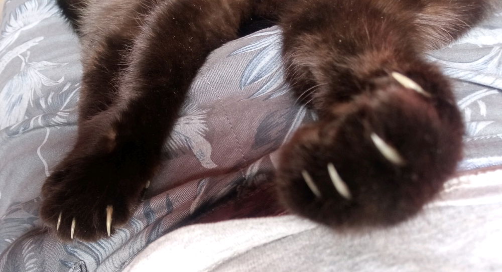 Mi gata sacando las garras