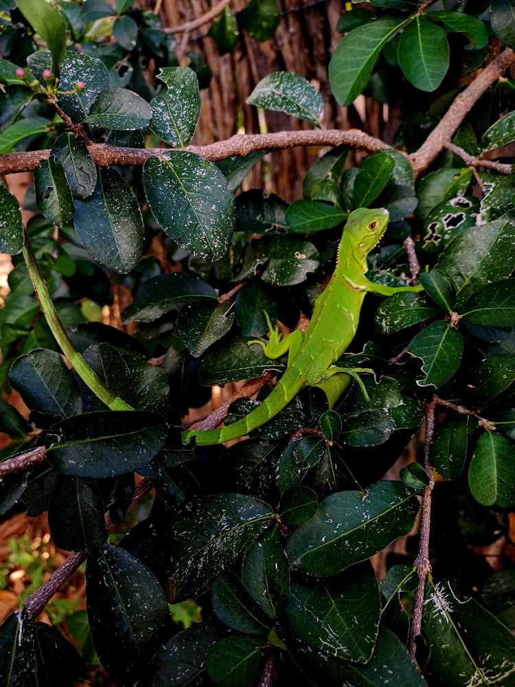 🦎