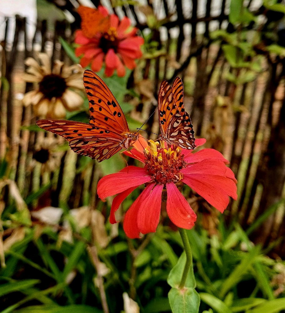 🦋🌼🦋
